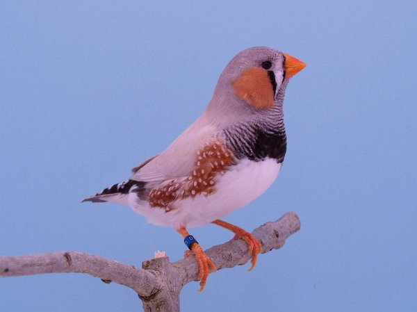 Geelsnavel agaat grijs P1242679